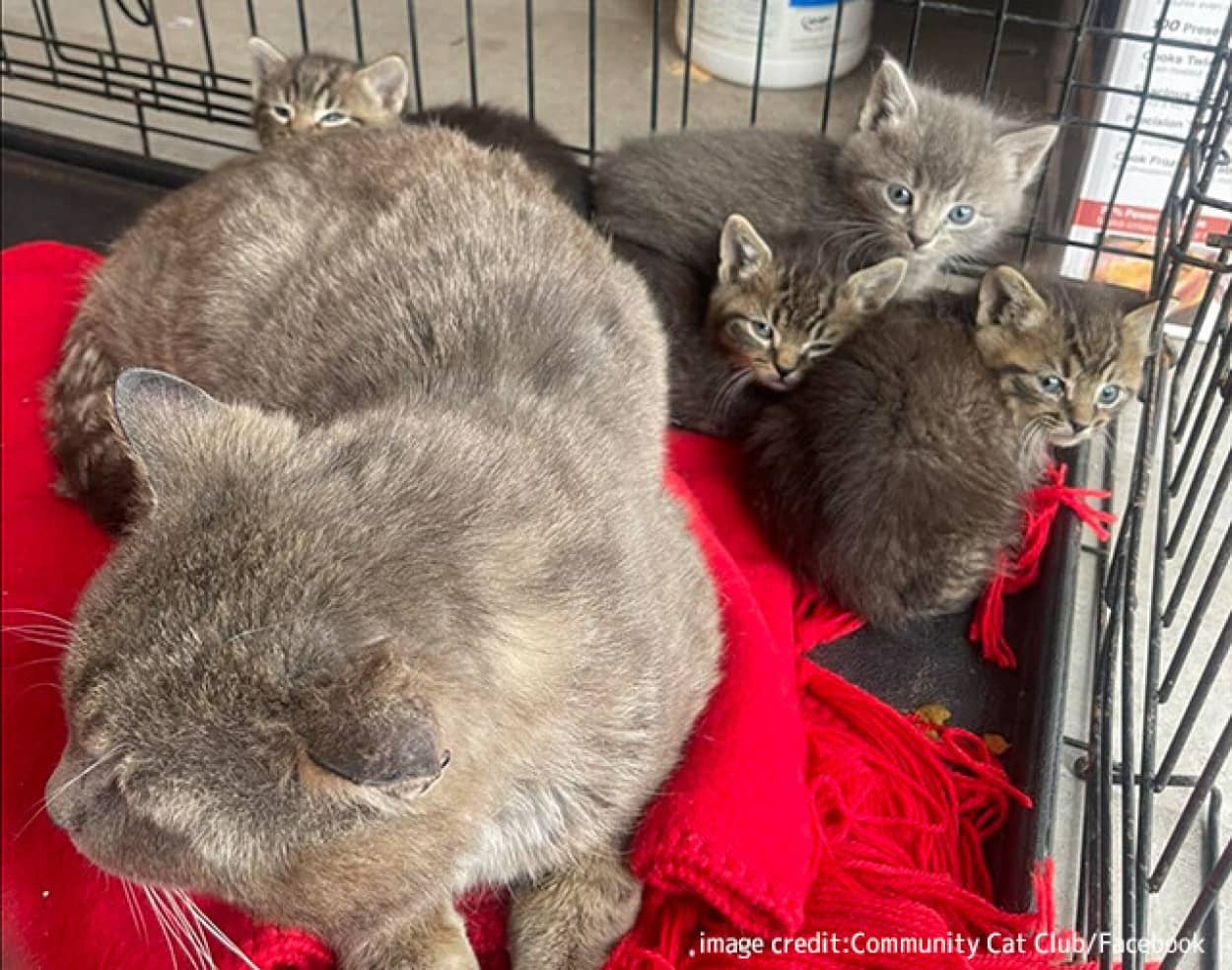 血のつながりのない子猫たちを守り、餌を与えていたオスの野良猫