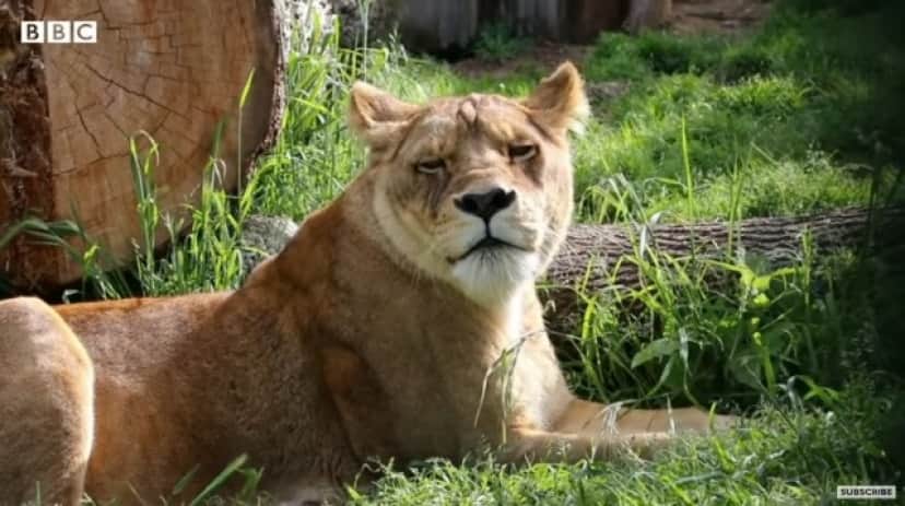 lion6_e