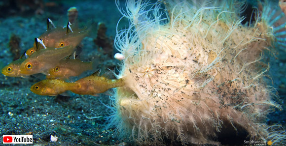 海底怪獣かな。カエルアンコウがモジャ毛をフサフサさせながらハイスピードで捕食する姿に惚れた日