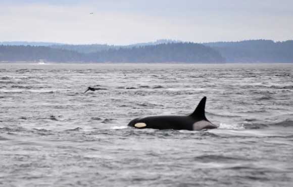 killer whale_e