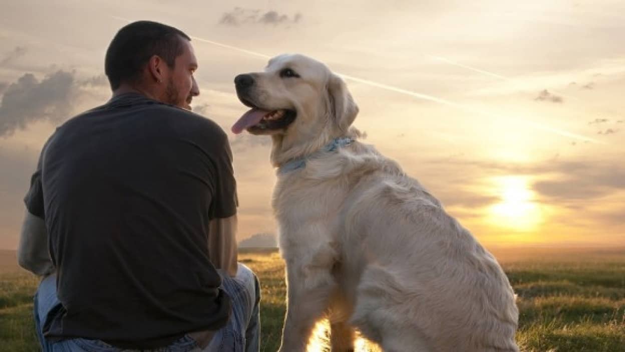 犬と人間は脳のメカニズムが良く似ている 犬が人間の感情を理解している理由が科学的に解明される ハンガリー研究 カラパイア
