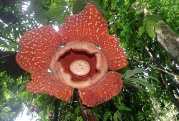 世界最大の幻の花 ラフレシア の新種が発見される カラパイア 世界最大の幻の花 ラフレシア の新種が発見される カラパイア