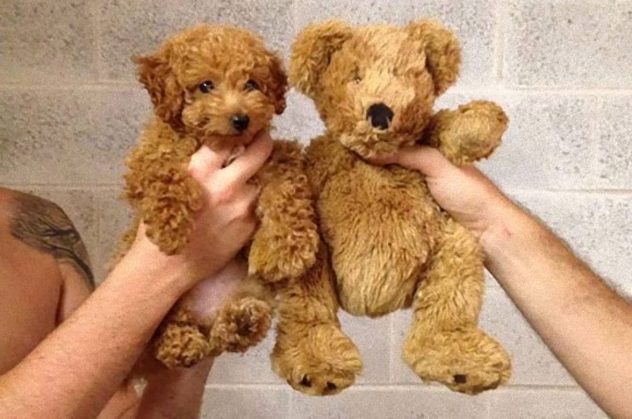 えっ 動くの どう見てもぬいぐるみにしか見えない犬たちの画像 カラパイア えっ 動くの どう見てもぬいぐるみにしか見えない犬たちの画像 カラパイア