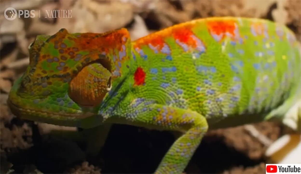 死の間際に体の色を虹色に点滅させるカメレオン