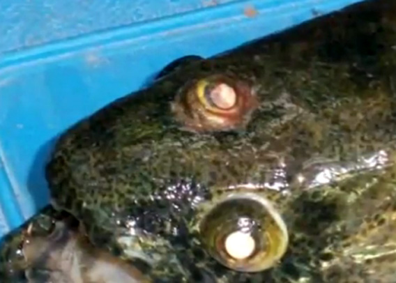 アルゼンチンの貯水池で3つ目の牙魚 タライーラ が釣り上げられる カラパイア アルゼンチンの貯水池で3つ目の牙魚 タライーラ が釣り上げられる カラパイア