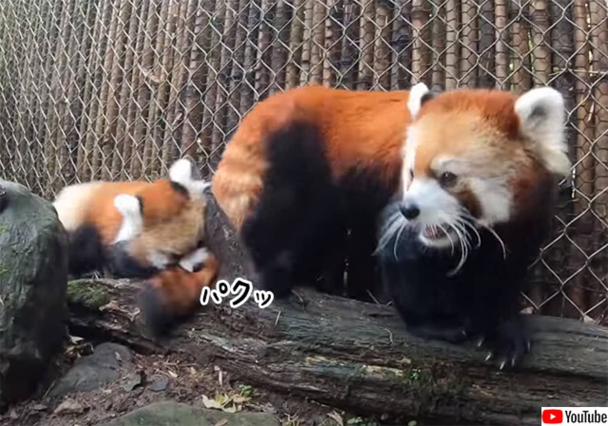 レッドパンダはかわいい