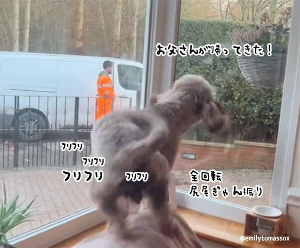 お父さんが帰ってきた！うれしすぎて尻尾の回転が止まらなくなる犬