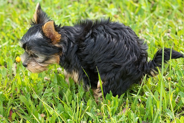 イタリアの都市で飼い主に犬のフンのDNA検査を義務付け。違反すると罰金