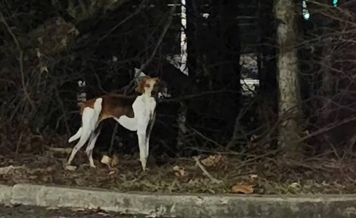 行方不明となり100日後に家に戻ってきた犬