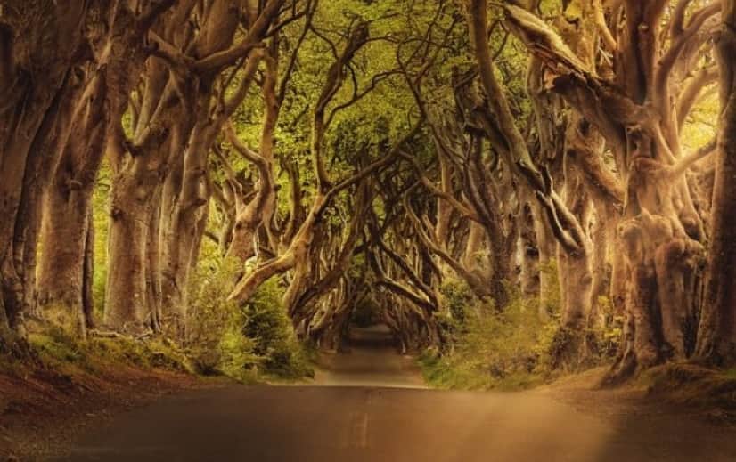 trees-3464777_640_e