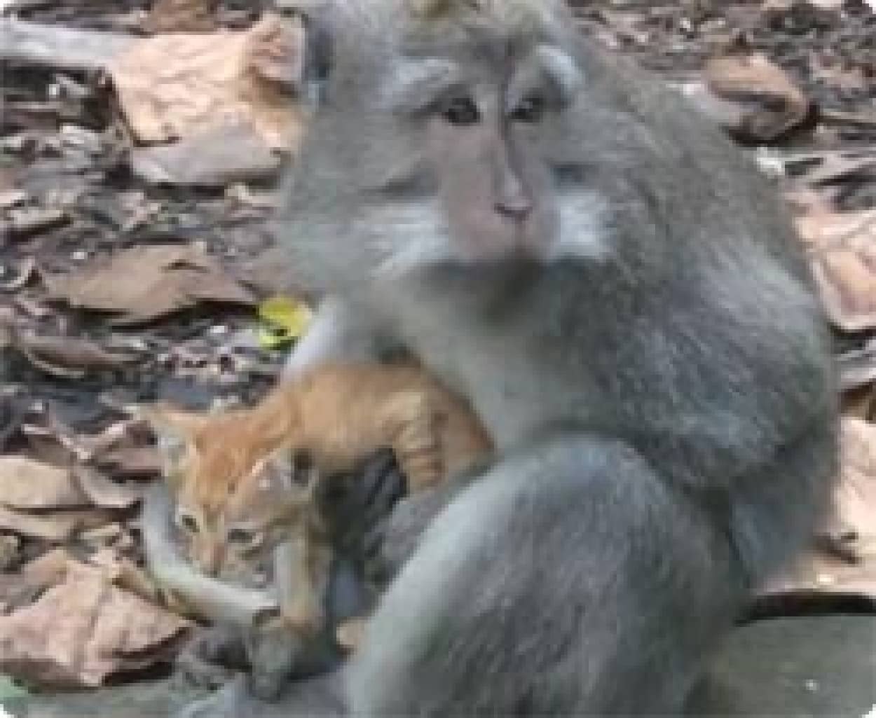 この猫はあたしの子 チャトラ猫を死守するマカクザルのお母さん バリ カラパイア
