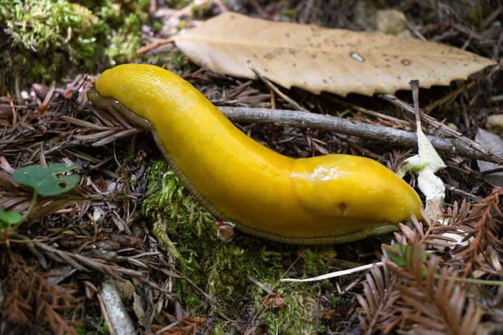 バナナ色した大きい奴 バナナナメクジ は地球にやさしい生き物だった カラパイア バナナ色した大きい奴 バナナナメクジ は地球にやさしい生き物だった カラパイア