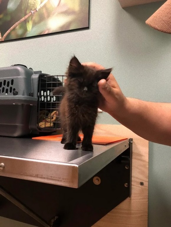 cat3_e