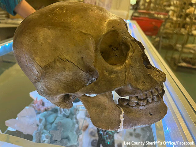 リサイクルショップで本物の人間の頭蓋骨が売られていることを発見した人類学者