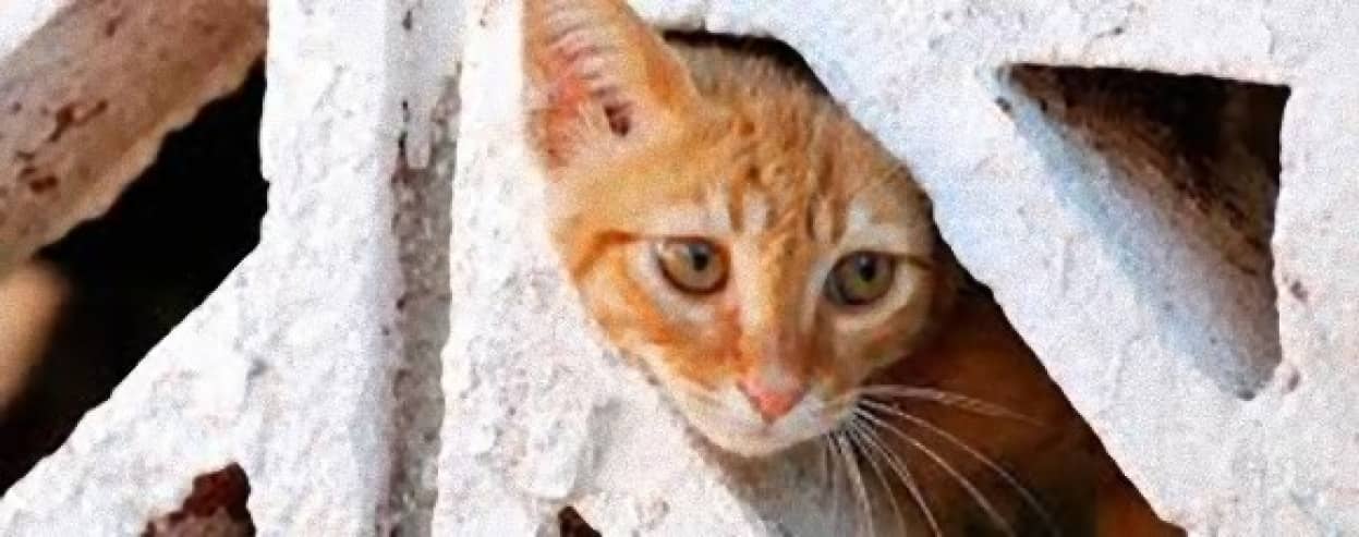 パレスチナの囚人を助けた猫、イスラエル政府によって独房に入れられる 