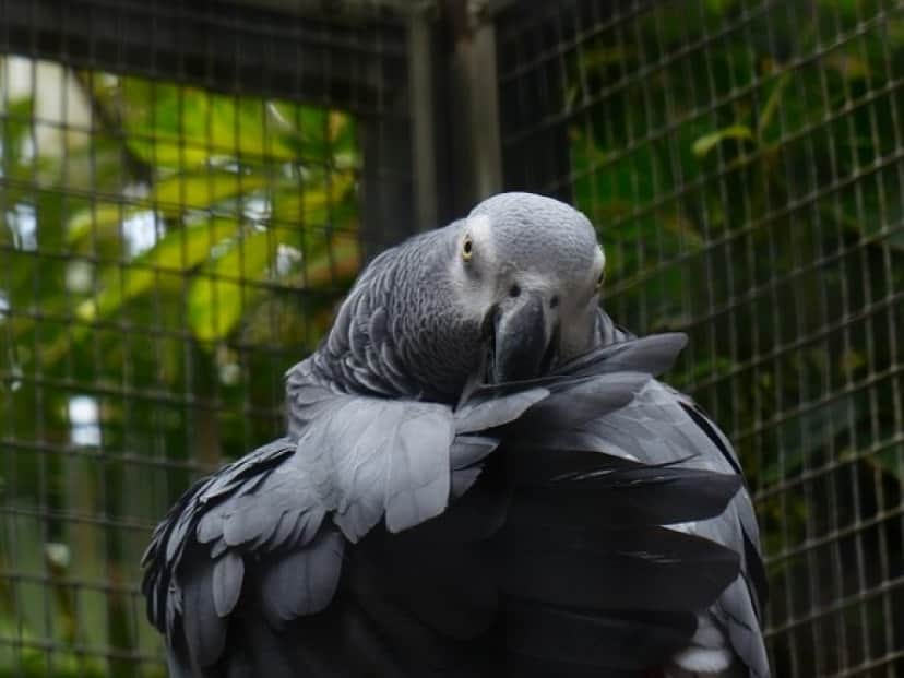 parrot-406880_640_e