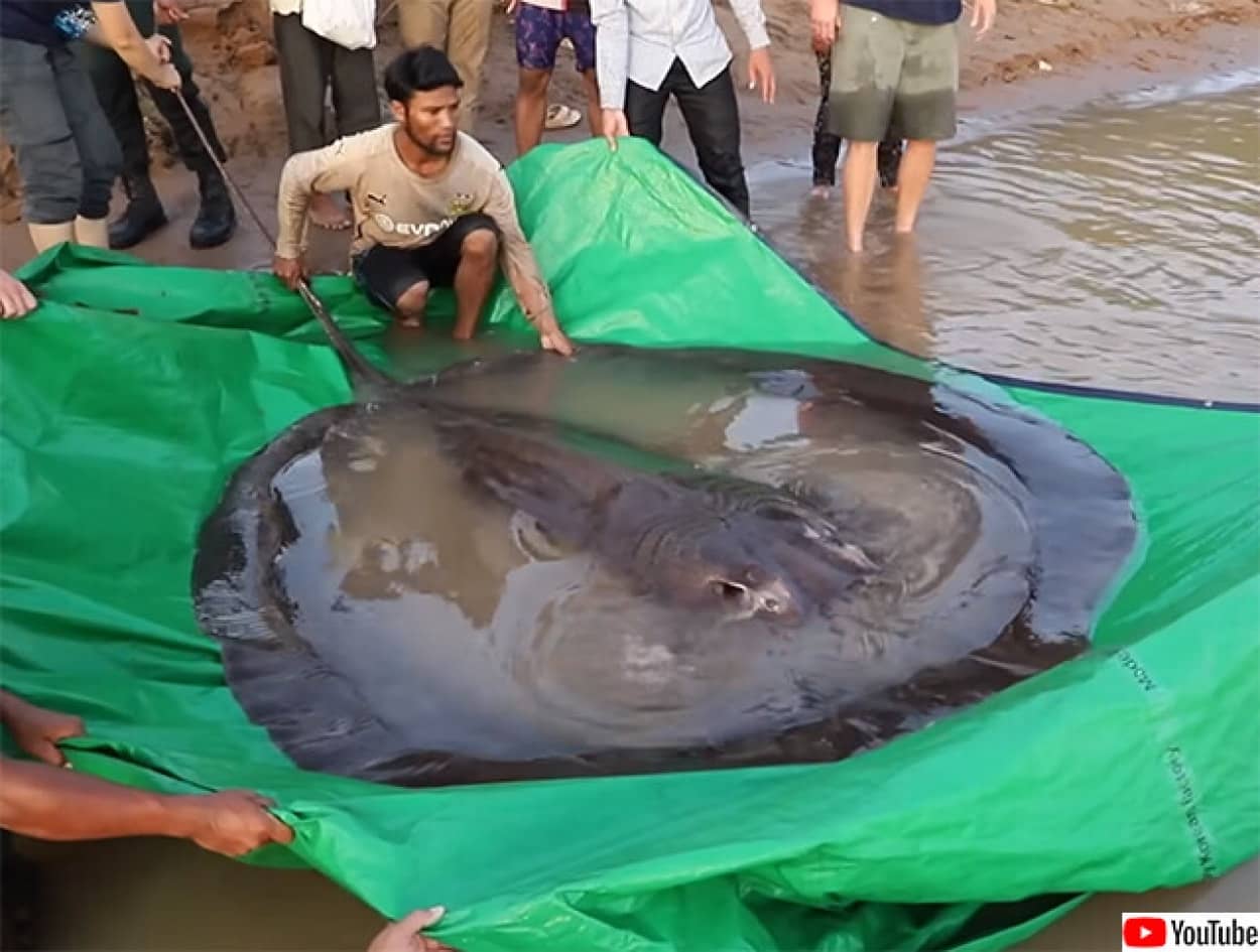 世界最大のアカエイを捕獲