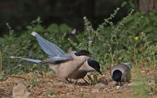 鳥にも共感力があり、仲間を思いやる