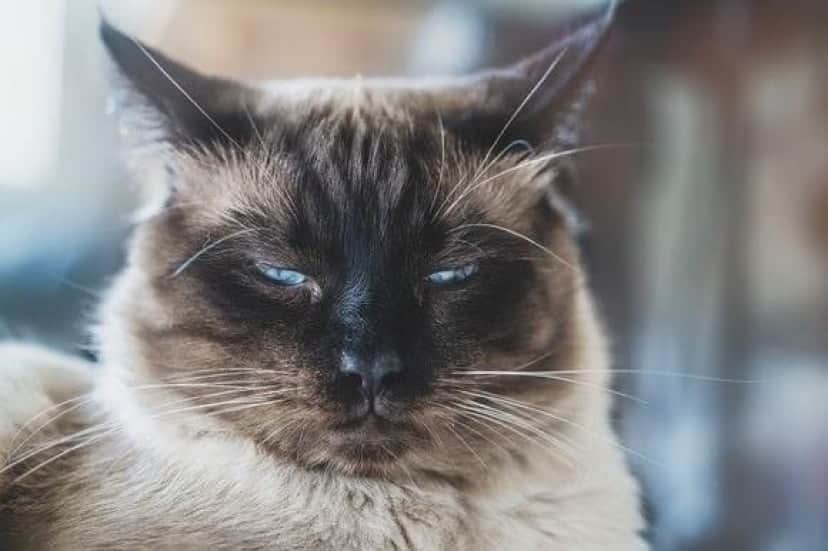 cat1