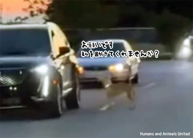 誰か私を助けてくれませんか？渋滞中の車一台一台に近づきお願いする迷い犬