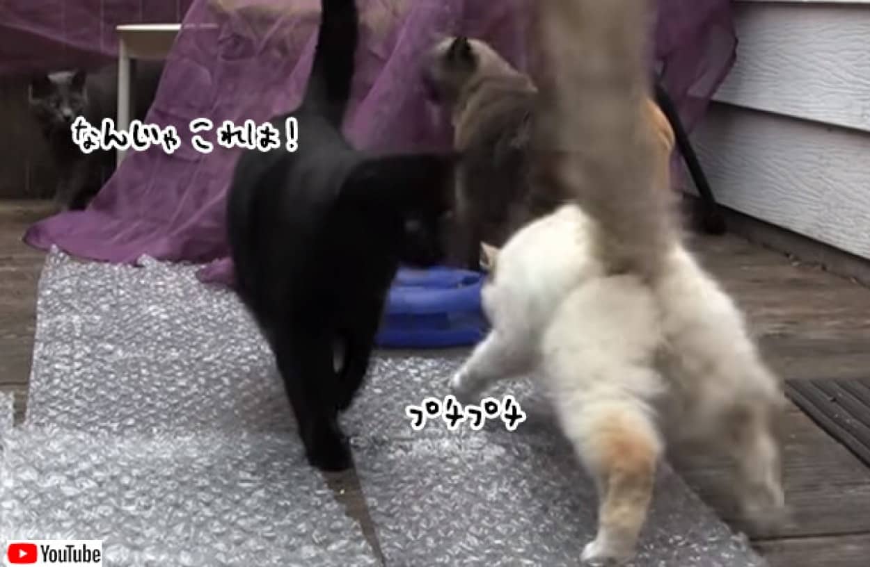 猫がぷちぷちシートに挑む