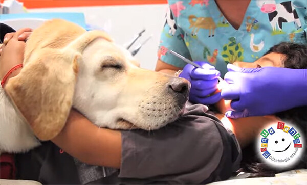 歯医者が怖い子供たちを全力で癒してくれる歯科助手犬、ゴールデンレトリバー