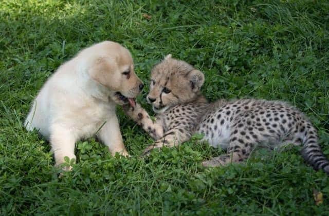 犬ってやっぱりすごい 犬と過ごすことでチーターの緊張と恥ずかしがりが改善されるらしい カラパイア