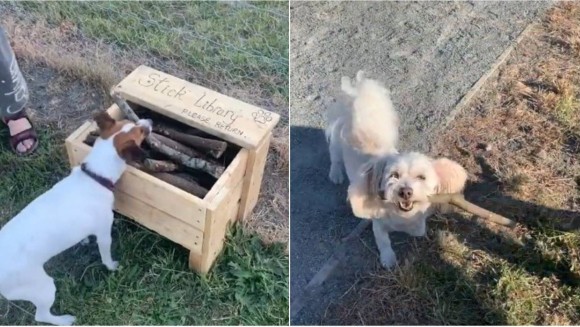 木の棒で遊ぶのが好きな犬たちのために ドックパークに棒切れ図書館を開設した道具職人 ニュージーランド カラパイア