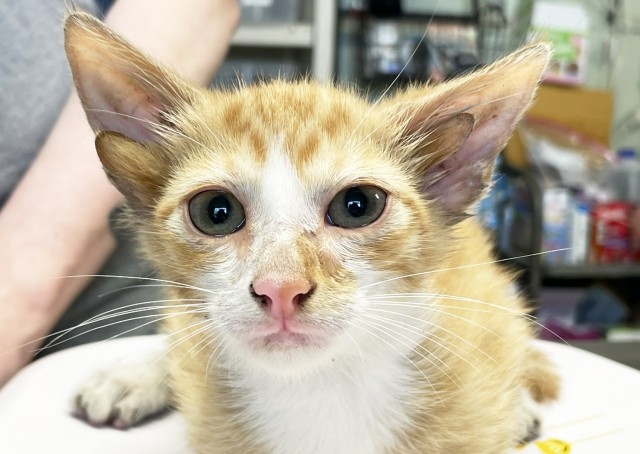 スペシャルな四つ耳の子猫、浸水被害に遭った保護施設に笑顔と癒しをもたらす