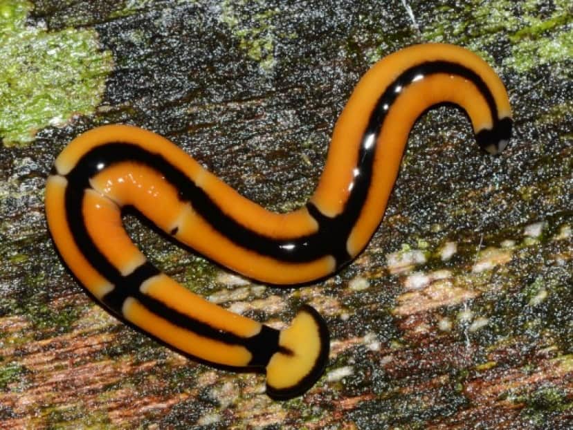 コウガイビルのあーたん ワクワクお食事タイム 今日の献立はナメクジだよーん ヌメヌメ動物閲覧注意 カラパイア コウガイビルのあーたん ワクワクお食事タイム 今日の献立はナメクジだよーん ヌメヌメ動物閲覧注意 カラパイア
