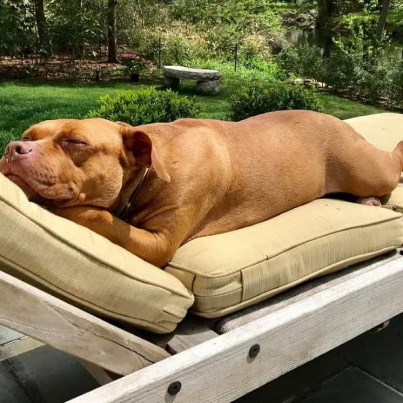 8年間ずっとコンクリートの床の上で暮らしてきた元保護犬のローラさん すっかりふかふかベッド好きに カラパイア 8年間ずっとコンクリートの床の上で暮らしてきた元保護犬のローラさん すっかりふかふかベッド好きに カラパイア
