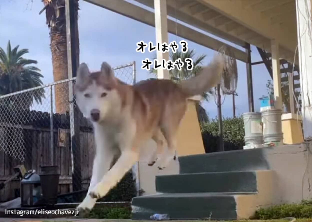 ハスキーがかっこよくジャンプする姿を撮影しようとしたところ、犬ションの瞬間をとらえてしまった！