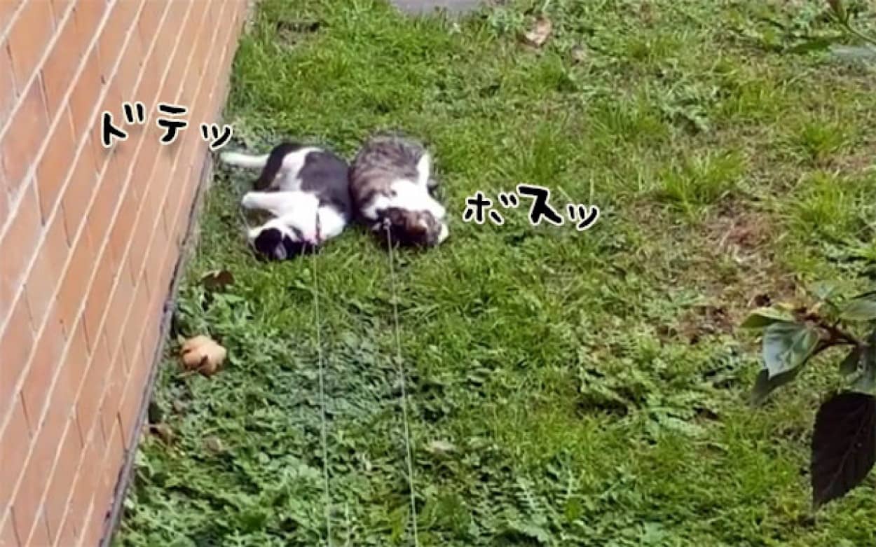 猫たちの初めてのお散歩