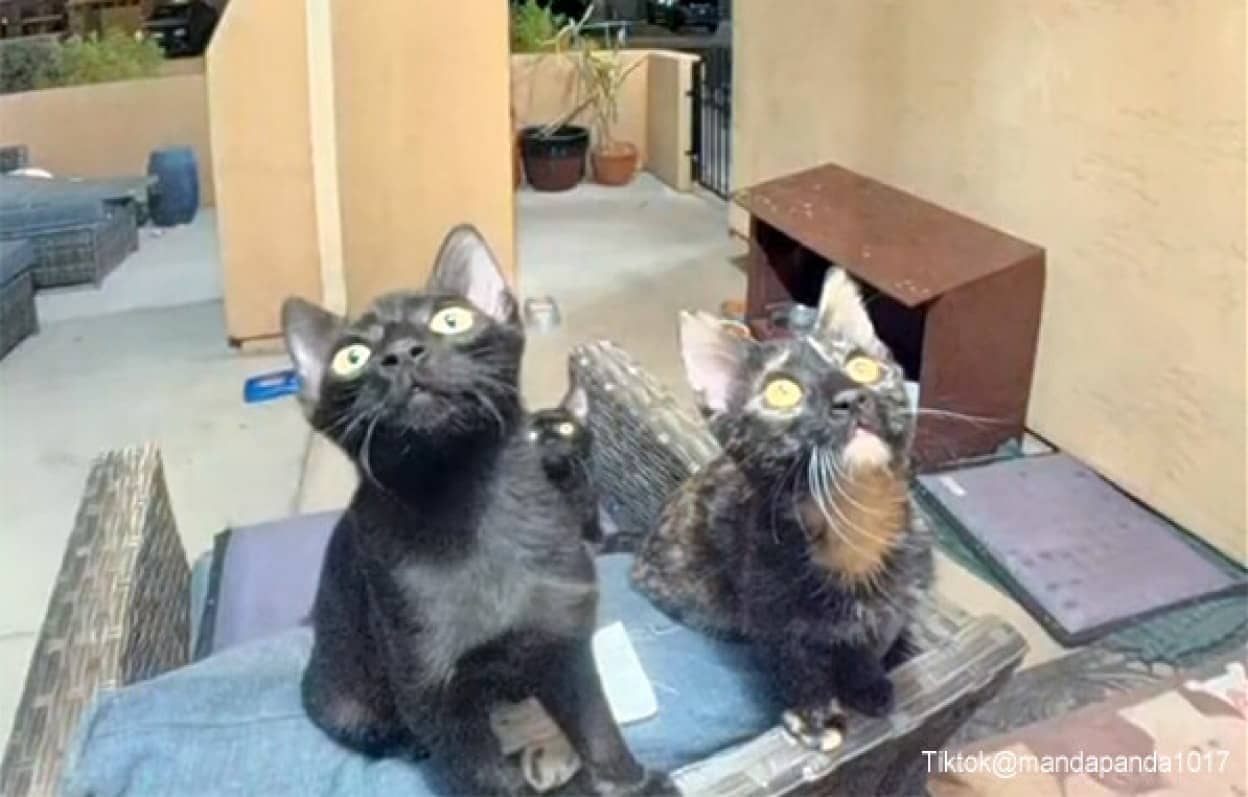 夜に2度もドアベルが鳴り恐怖に震えた女性だが、その正体はかわいい3匹の訪問者だった