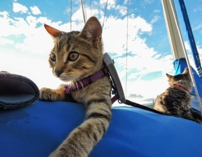 these-kittens-were-us-10__880_e