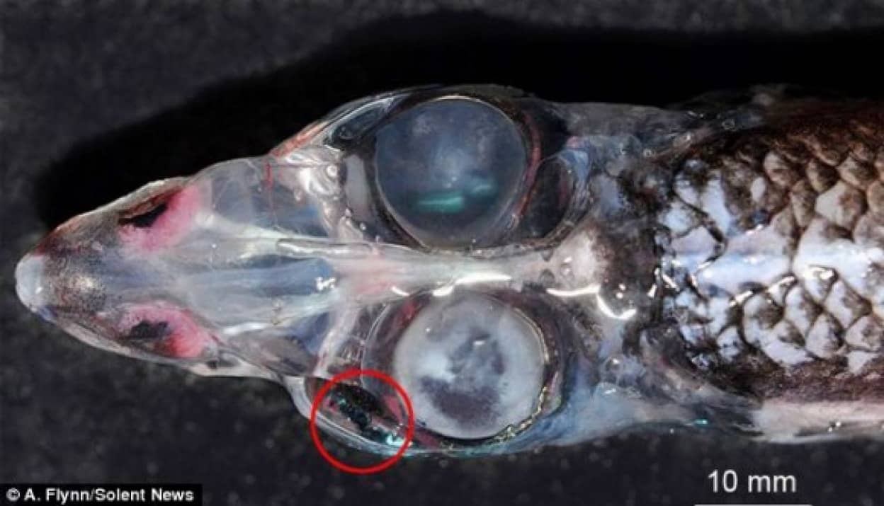 4つの目を持ち360度見渡せる驚くべき深海魚 ヨツメニギス の研究報告 ドイツ カラパイア 4つの目を持ち360度見渡せる驚くべき深海魚 ヨツメニギス の研究報告 ドイツ カラパイア