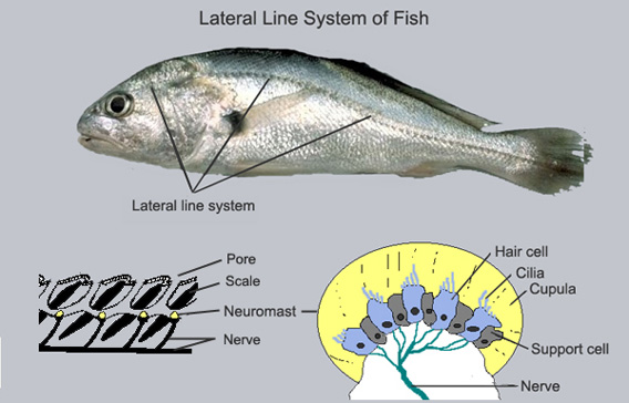 魚は痛み感じる能力があり 痛みの感じ方はヒトの新生児や早産児以上 英魚類学者研究 カラパイア 魚は痛み感じる能力があり 痛みの感じ方はヒトの新生児や早産児以上 英魚類学者研究 カラパイア