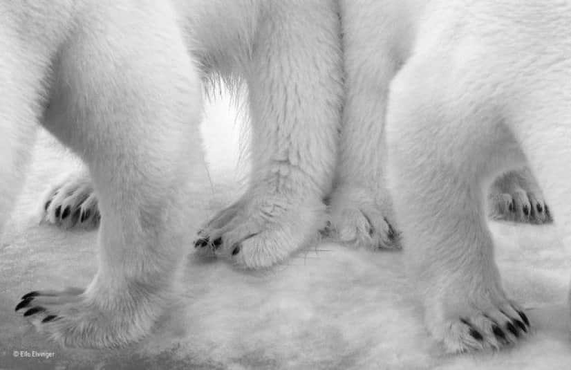 wildlife-photographer-of-the-year-2017-55e