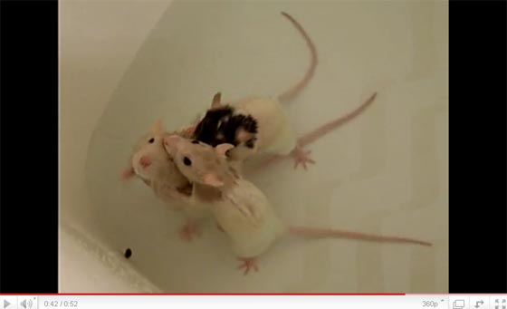 自分でできるもん お風呂で体を洗うネズミがかわいいと話題に カラパイア