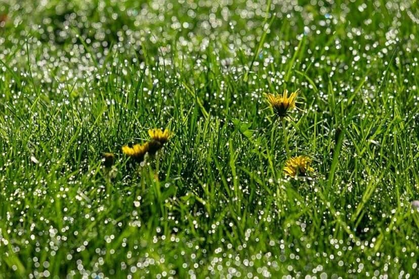 dandelion-3357142_640