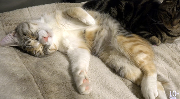 かわいすぎる猫の寝言 カラパイア
