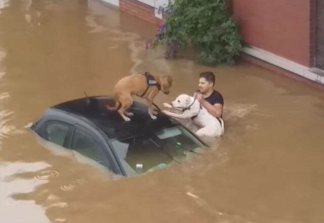 ベルギーで大規模洪水発生。住民らが力を合わせて2匹の犬を救出