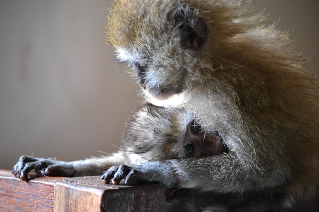 monkey-4