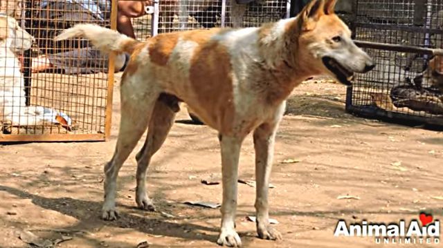 dogrescue7