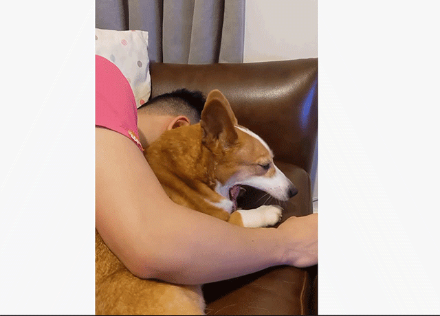 モフを止めるな 飼い主の撫でる手が止まると強制的に手を持ち上げるコーギー犬 カラパイア モフを止めるな 飼い主の撫でる手が止まると強制的に手を持ち上げるコーギー犬 カラパイア