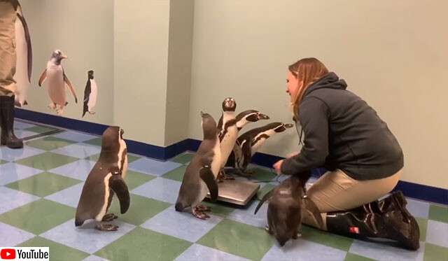 小学生っぽい！ペンギンたちの体重測定がはじまるよ！