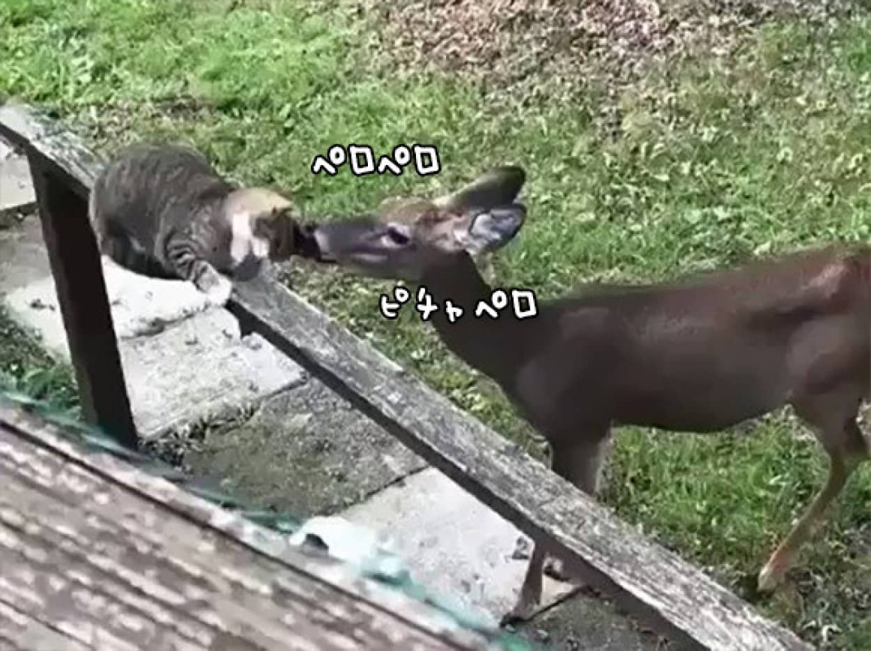 うまいうまい 猫うまい 全部溶かしきるほどに猫を舐める鹿 カラパイア