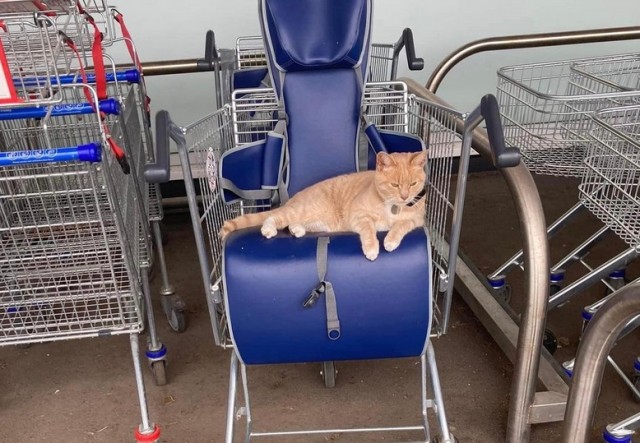 猫を追い出すならもう来ない。スーパーが馴染みの猫を出禁にしたところ不買運動が勃発