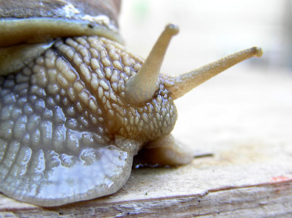 大阪で エスカルゴの材料となる外来種カタツムリが大量発生中 カラパイア