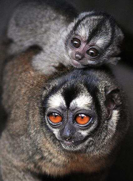 お父さんも子育てするよ 生物界きっての10種のイクメンたち カラパイア お父さんも子育てするよ 生物界きっての10種のイクメンたち カラパイア